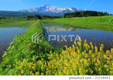 Chokai and rice field Chokai and rice field 21516441
