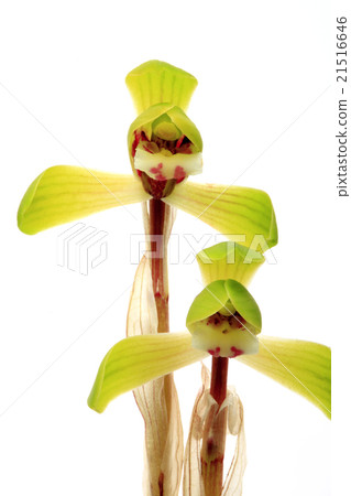 Spring Flower 21516646