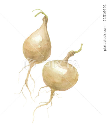 葛根 葛根 21516691