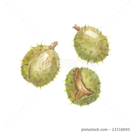 Fruit of western Toch fruit malonie Fruit of western Toch fruit malonie 21516693