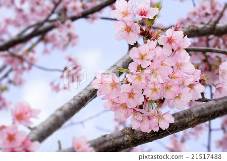 櫻花的花早 21517488