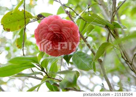 Red Yae Tsubaki Red Yae Tsubaki 21518504