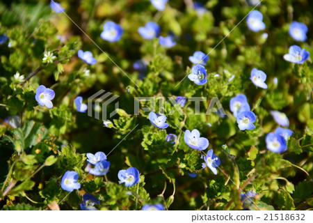 波斯Speedwell 波斯Speedwell 21518632