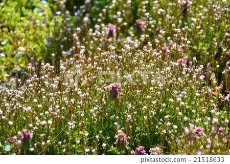 彎曲碎米薺 21518633