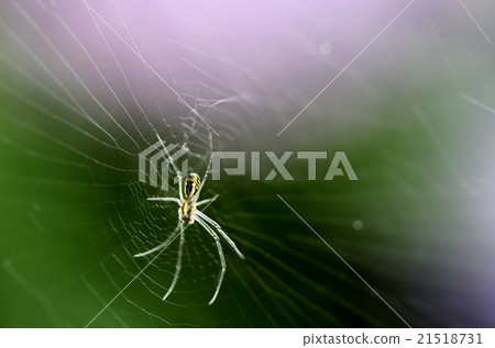 spider spider 21518731
