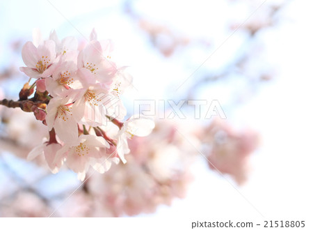 櫻花 21518805