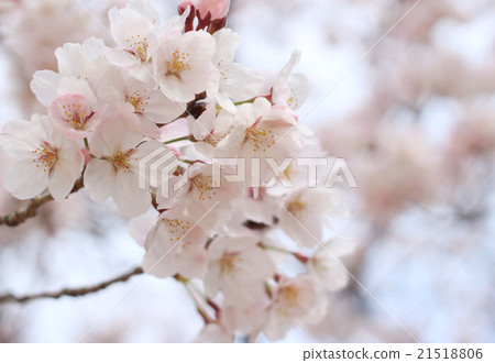 櫻花 21518806