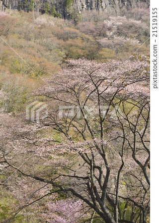 Mountain cherry tree of Sogen / Puong rock / Sone village, Nara prefecture 21519155