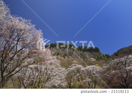 Mountain cherry tree of Sogen / Puong rock / Sone village, Nara prefecture 21519213