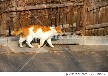 野漫漫步 21519557