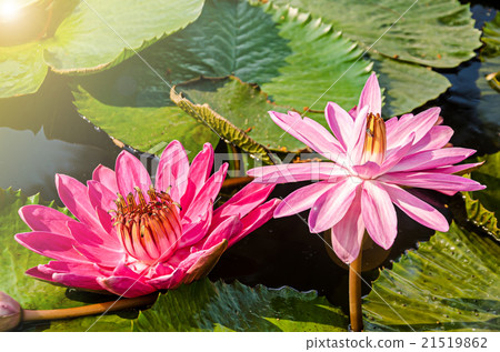 Pink two lotus. 21519862