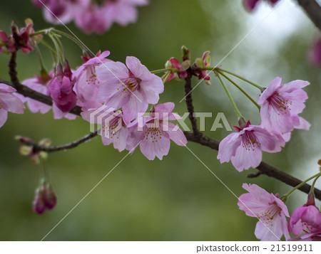 陽光櫻花 陽光櫻花 21519911