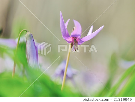 Katakuri Katakuri 21519949