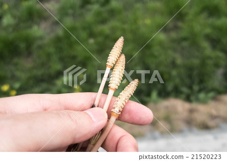 春天來了，我手裡拿著一根馬尾草 21520223
