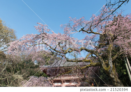 Cherry blossoms at Daigoji Cherry blossoms at Daigoji 21520394
