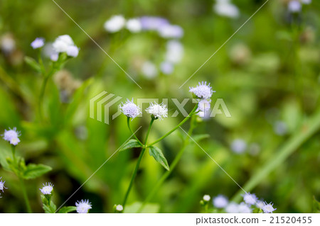 Goat Weed (Ageratum conyzoides Linn.) Goat Weed (Ageratum conyzoides Linn.) 21520455