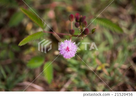 sensitive plant,sleepy plant 21520456