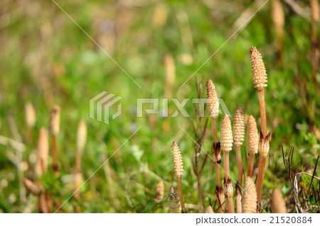 Tsukushi生長在春天的領域 21520884