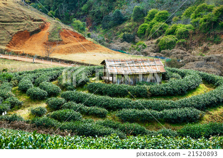 Tea plantation 21520893