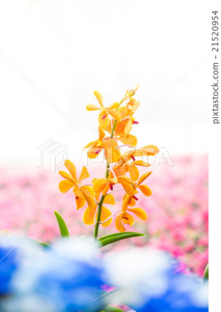 Beautiful orange orchid flower 21520954