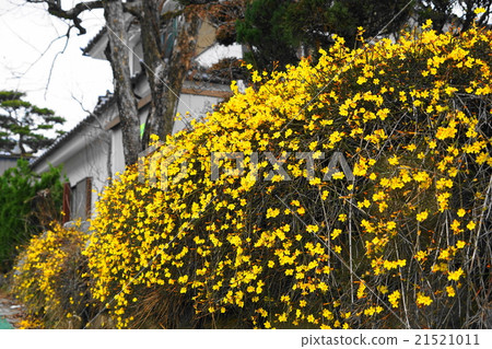 March flower Oubai 03 Koshu city 21521011