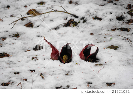 March flowers Zen saw 35 Tree forest clusters March flowers Zen saw 35 Tree forest clusters 21521021