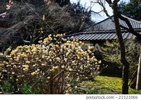 三月花Mitsumata 33 Kamakura / Jodyoji 21521066