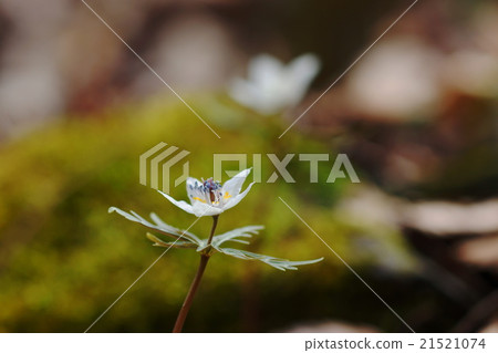 3月開花海饅頭75甜鎏金村組 21521074