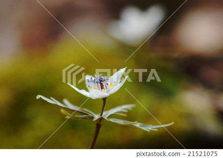 三月花鋸，76別墅的殖民地區 21521075