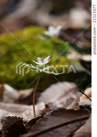 三月花鋸靴子78組兩個村莊的神 三月花鋸靴子78組兩個村莊的神 21521077