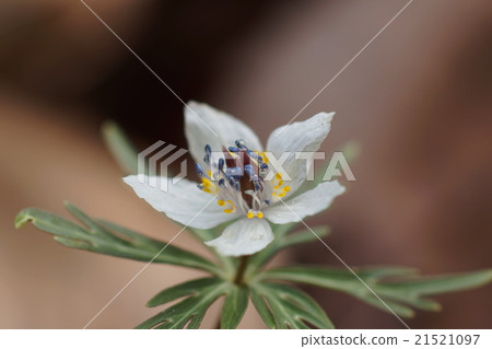 3月花鋸木鳥86鋼棒村集團殖民地 21521097