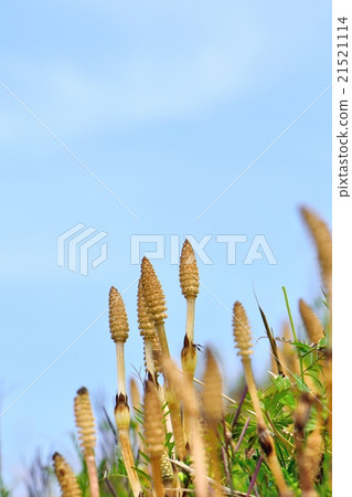春天麵條Tsukushi和藍天拷貝空間 21521114