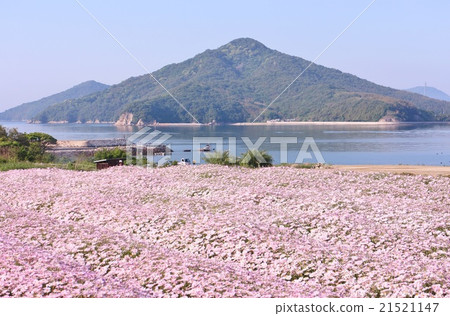 花和潮的旋律 花和潮的旋律 21521147