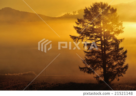 A golden mist A golden mist 21521148
