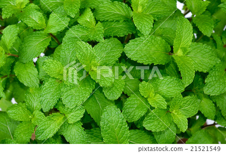 Close up mint plant background texture Close up mint plant background texture 21521549