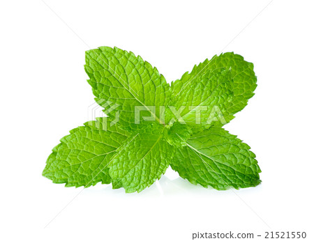 Fresh mint isolated on the white background Fresh mint isolated on the white background 21521550