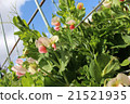 Pea flowers 21521935
