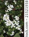 Iberis flowers 21521938