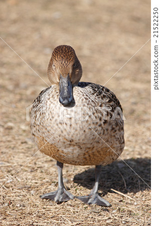 A female of a selfish giant 21522250