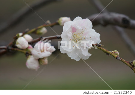  桃花 21522340
