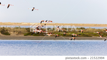 flamingos in Camargue, Provence, France flamingos in Camargue, Provence, France 21522994