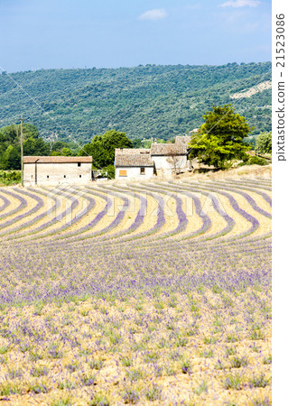 lavender field, Provence, France lavender field, Provence, France 21523086