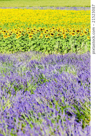 lavender and sunflower fields, Provence, France lavender and sunflower fields, Provence, France 21523087