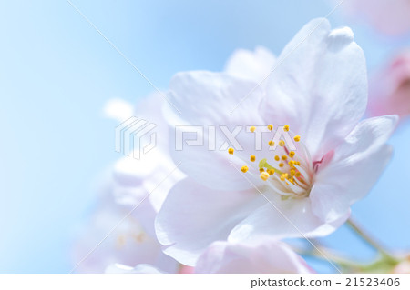 日本櫻桃 21523406