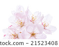 Japanese cherry 21523408