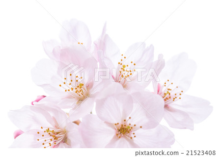 日本櫻桃 21523408