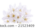 Japanese cherry 21523409