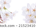 Japanese cherry 21523410