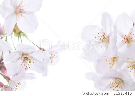 日本櫻桃 21523410