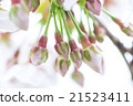 Japanese cherry 21523411